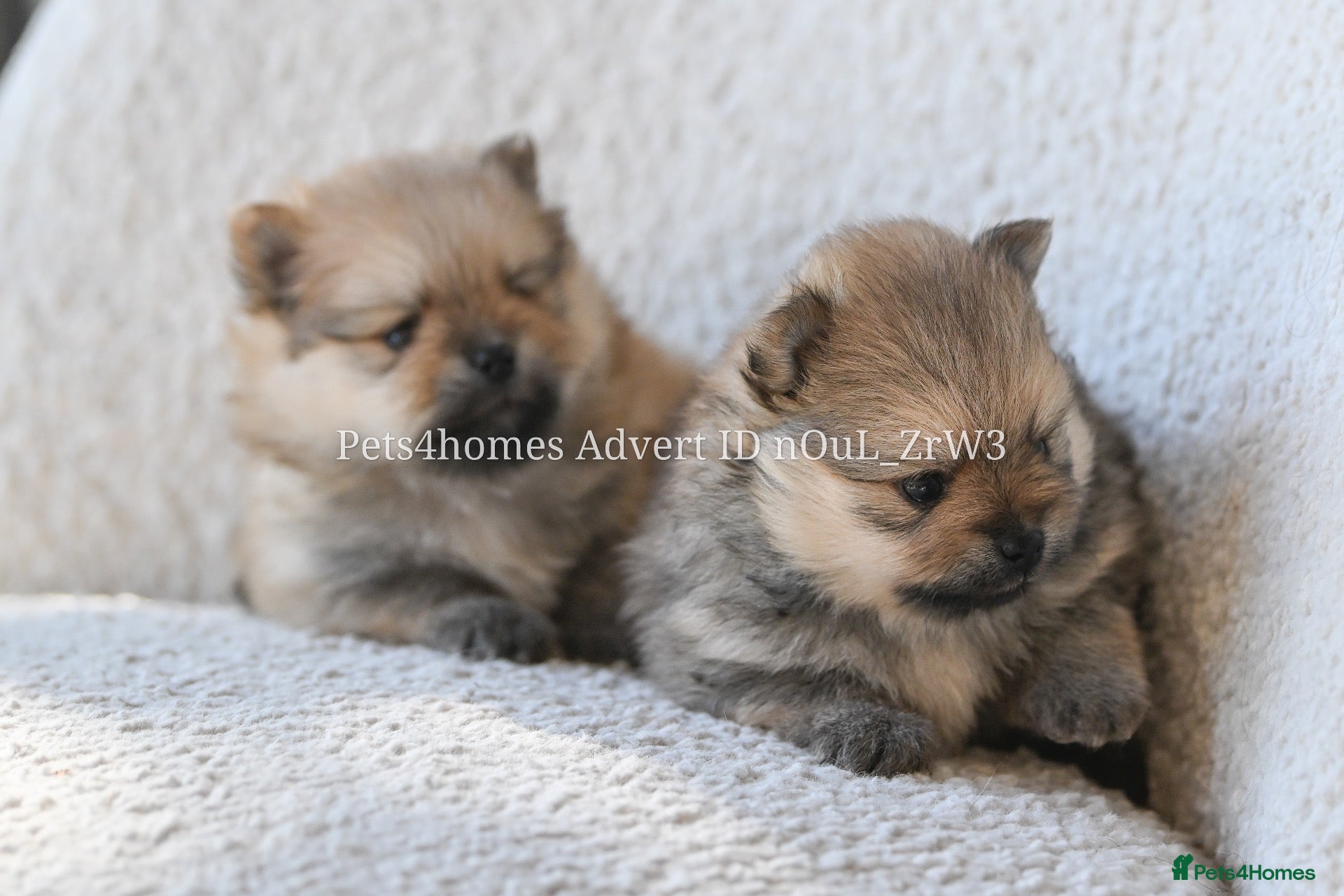 Pomeranian dogs Gorgeous small Pomeranian puppies 🐻 - Advert 2