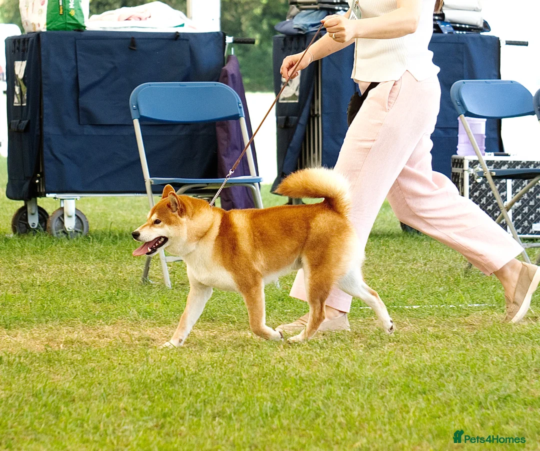 Japanese Shiba Inu dogs for stud: KC health tested Japanese Shiba Inu available  - Advert 2