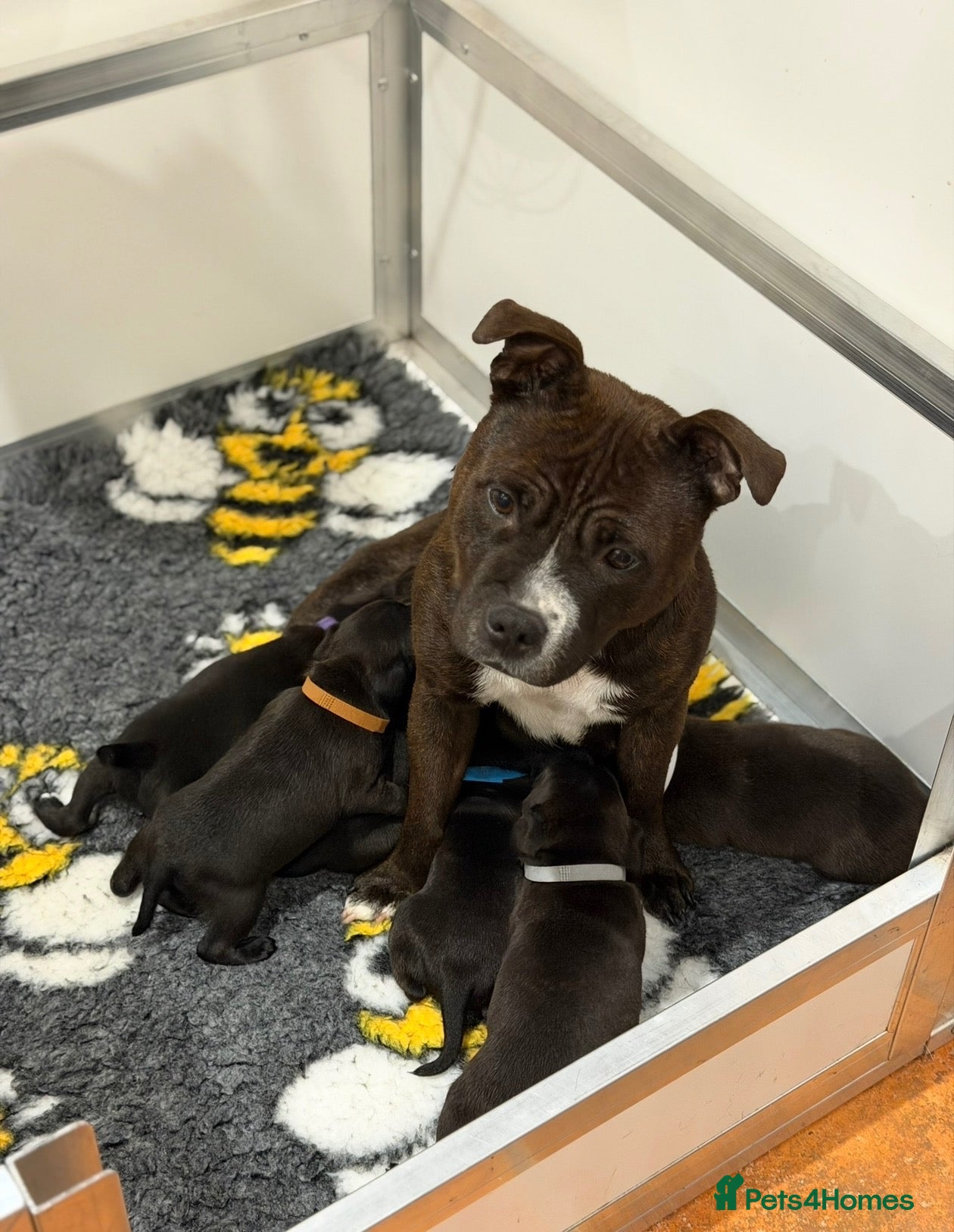 Staffordshire Bull Terrier dogs for sale: KC Reg/DNA Clear Brindle Staffordshire Puppies. - Advert 1