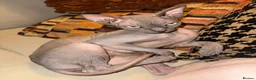 Sphynx cats for sale: Tica registered sphynx kittens  - Advert 3
