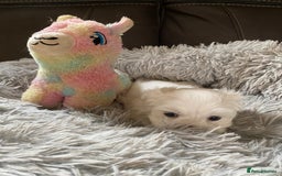 Maltese dogs for sale: Beautiful Maltese Puppies  - Image 8