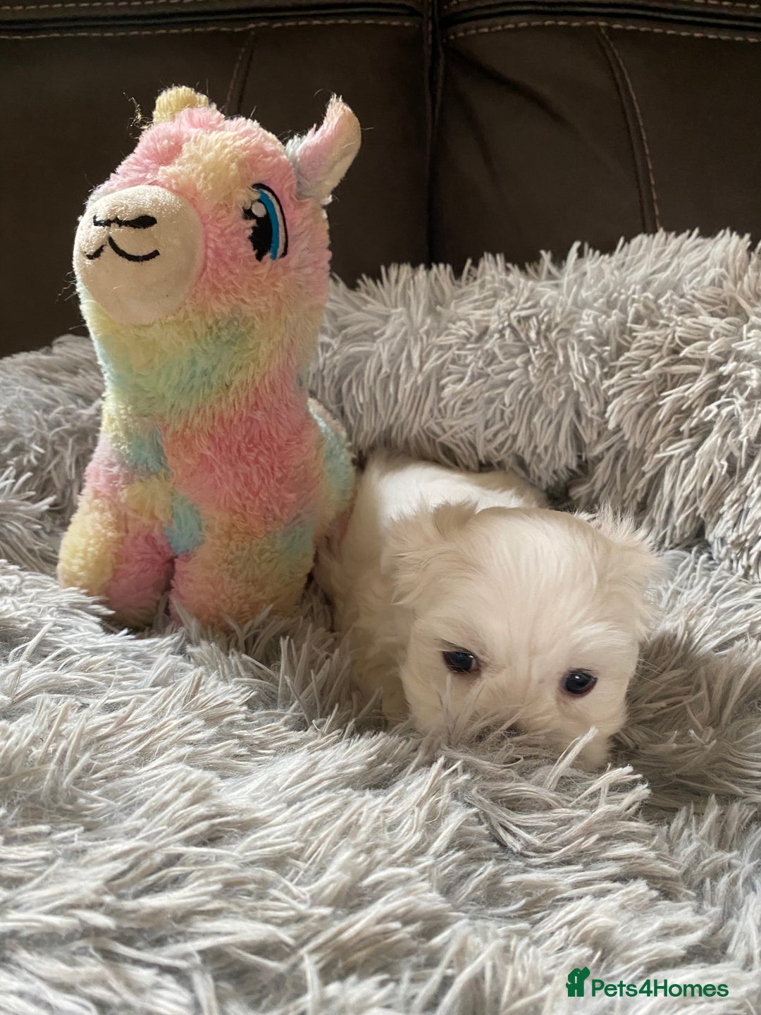 Maltese dogs for sale: Beautiful Maltese Puppies  - Image 8