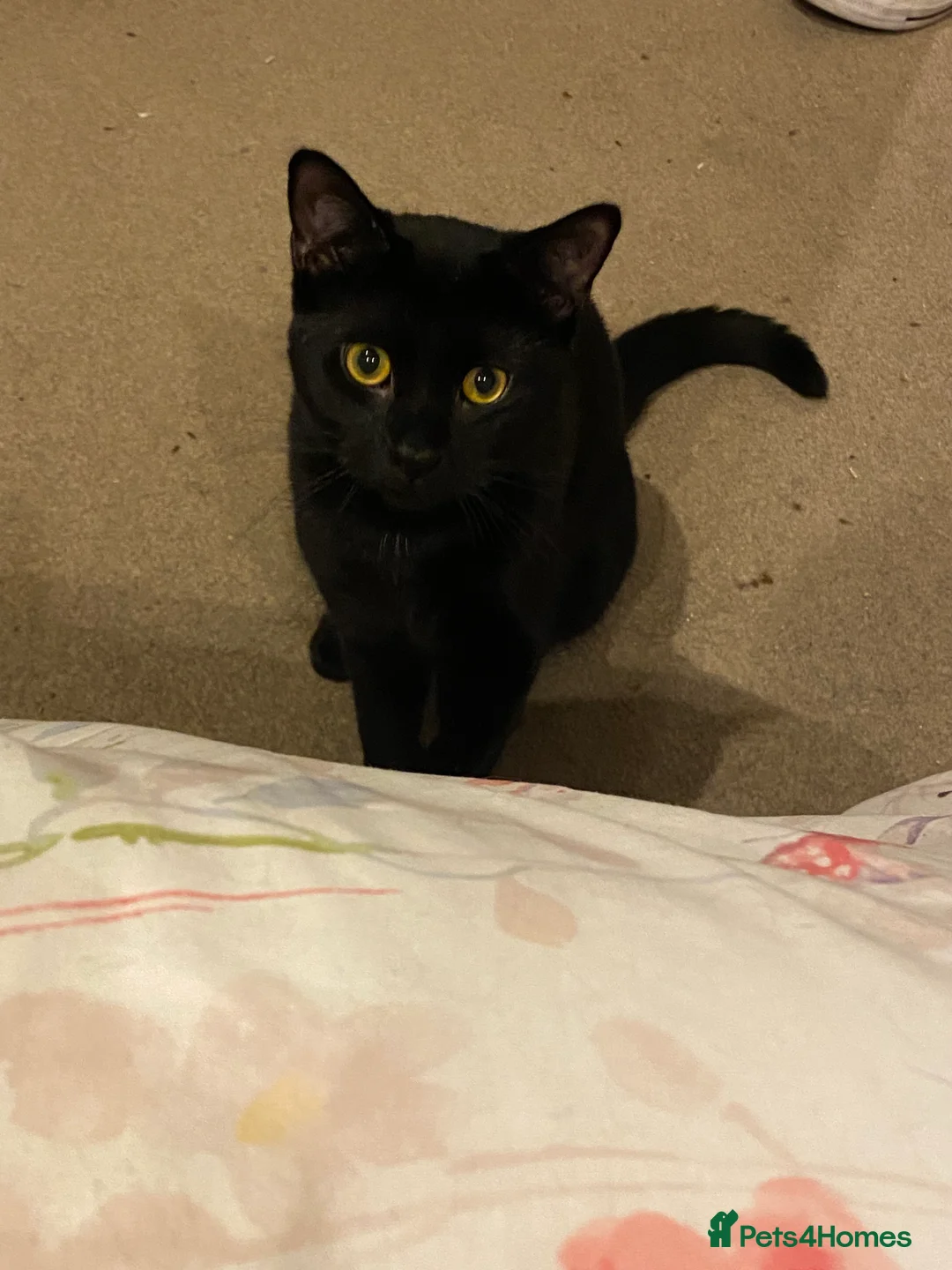 Domestic Shorthair cats for sale: INDOOR ONLY PLEASE  - Advert 3