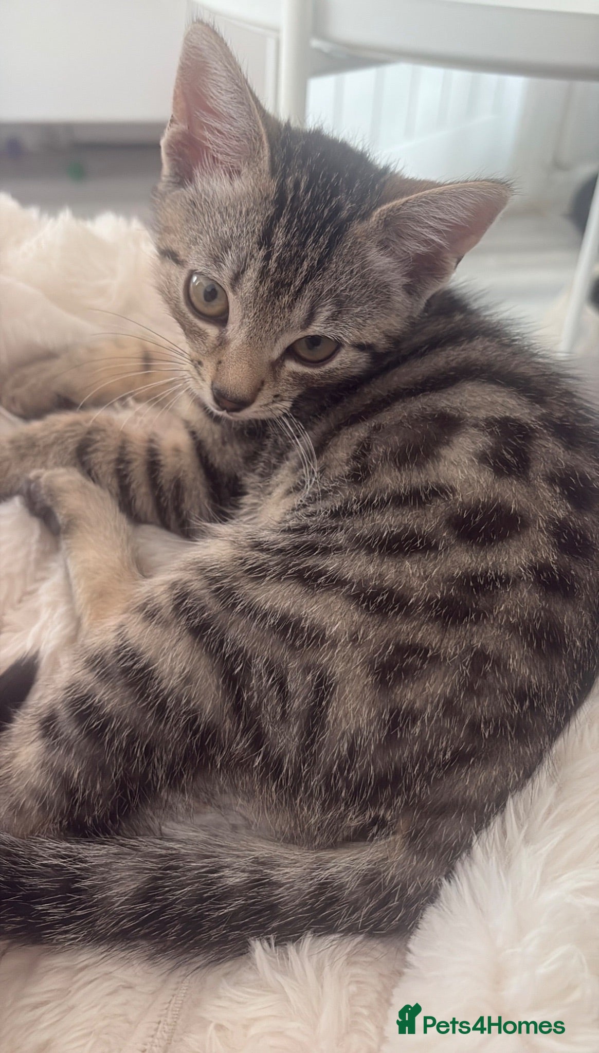 Bengal cats Beautiful Male bengal kitten - Advert 12