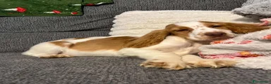 Cocker Spaniel 2