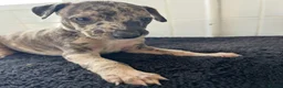 Mixed Breed dogs for sale: Whippet cross collie greyhound  - Advert 12