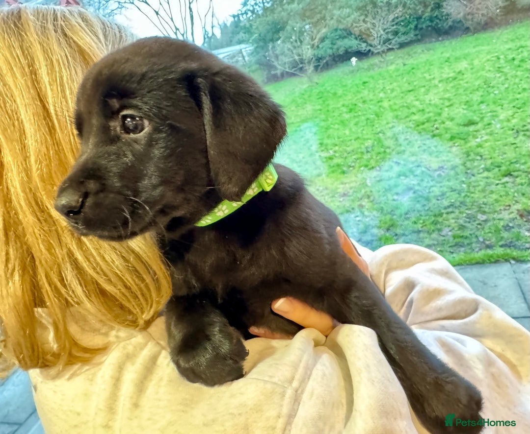 Labrador Retriever dogs for sale: 🐾 Beautiful Black Labrador Pups Ready 9 Jan 26 🐾 - Advert 1