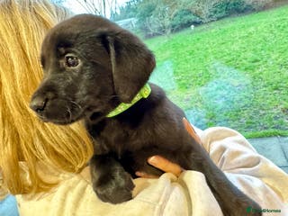 Labrador Retriever dogs 🐾 Beautiful Black Labrador Pups Ready 9 Jan 26 🐾 - Advert 3