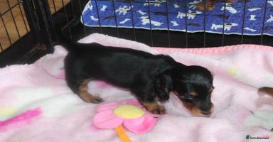 Dachshund dogs - Advert 7