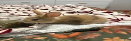 Mixed Breed rabbits for sale: Rabbits aged 5 weeks currently in Portsmouth - Advert 11