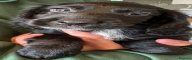 Cocker Spaniel 7