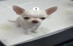 Chihuahua dogs for sale: Gorgeous full chihuahua pups  - Image 6