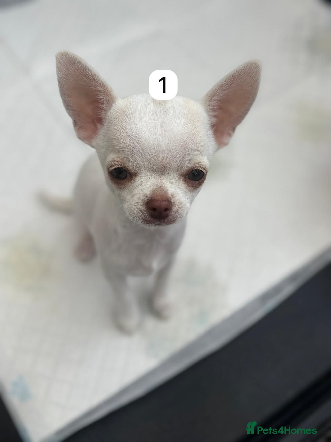 Chihuahua dogs for sale: Gorgeous full chihuahua pups  - Image 6