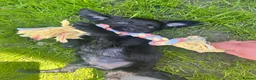 Mixed Breed dogs for sale: Koda  - Advert 1
