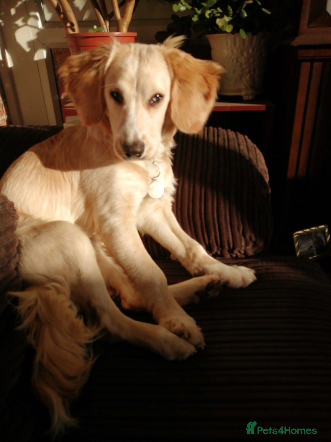 Mixed Breed dogs for sale: 7month boy golden retriever spaniel sam - Image 2