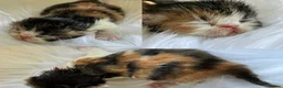 Persian cats for sale: 🔥💗 FEMALE PERSIAN KITTEN CHAMPION LINES 🔥💗 - Advert 4