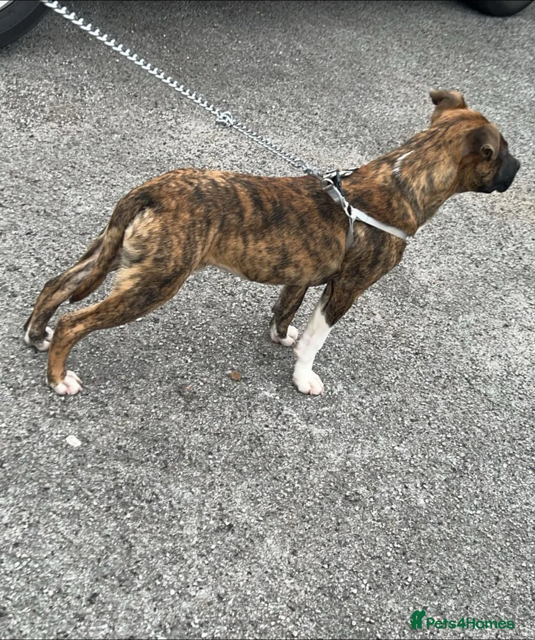 Staffordshire Bull Terrier dogs for sale: 6 month old light brindle staffy - Advert 3