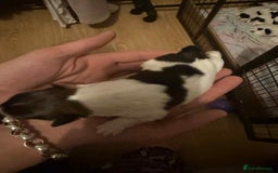 Jack Russell dogs for sale: Beautiful jack Russell terrier puppies  - Image 11