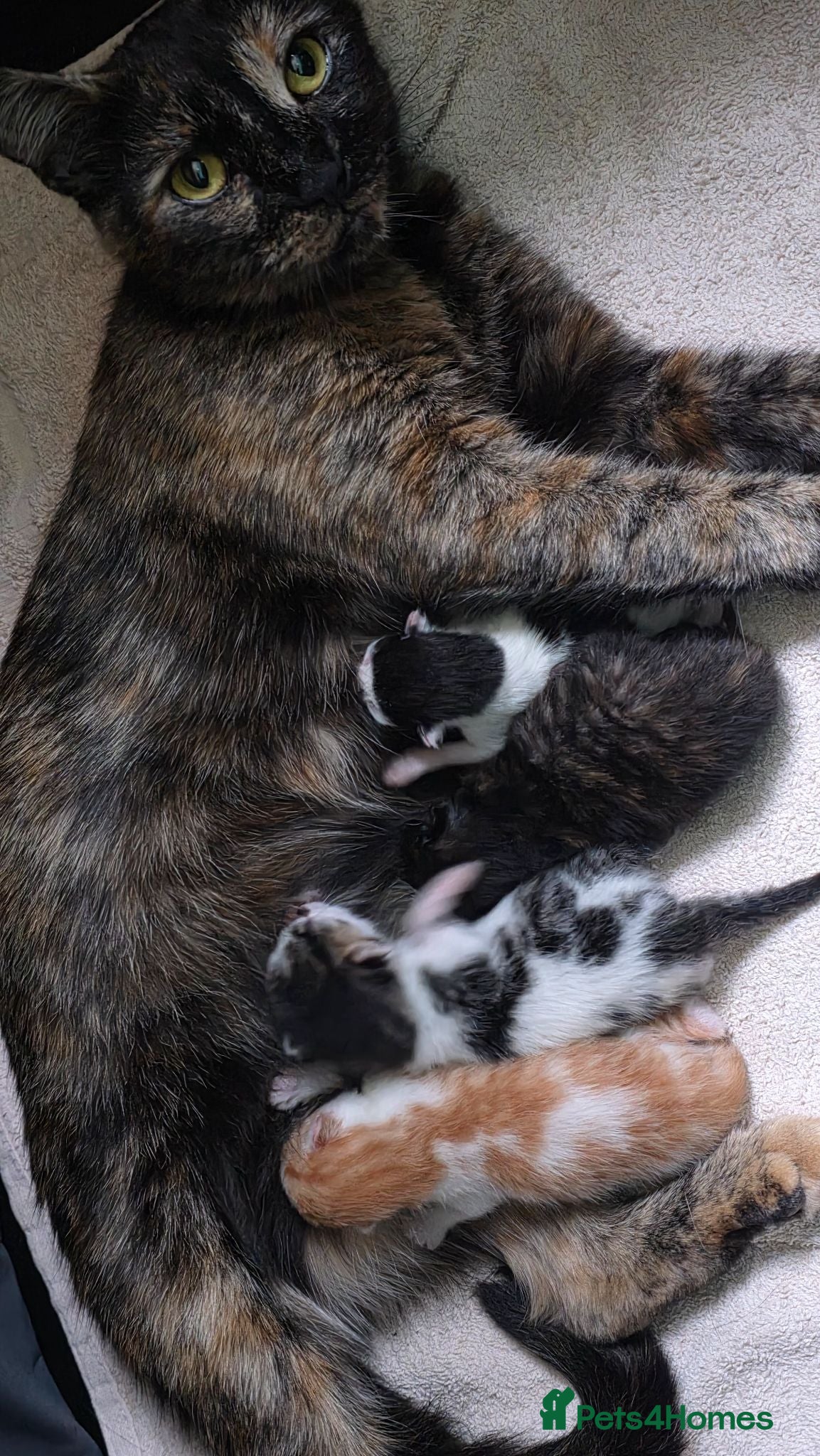 Mixed Breed cats Gorgeous kittens available  - Advert 4