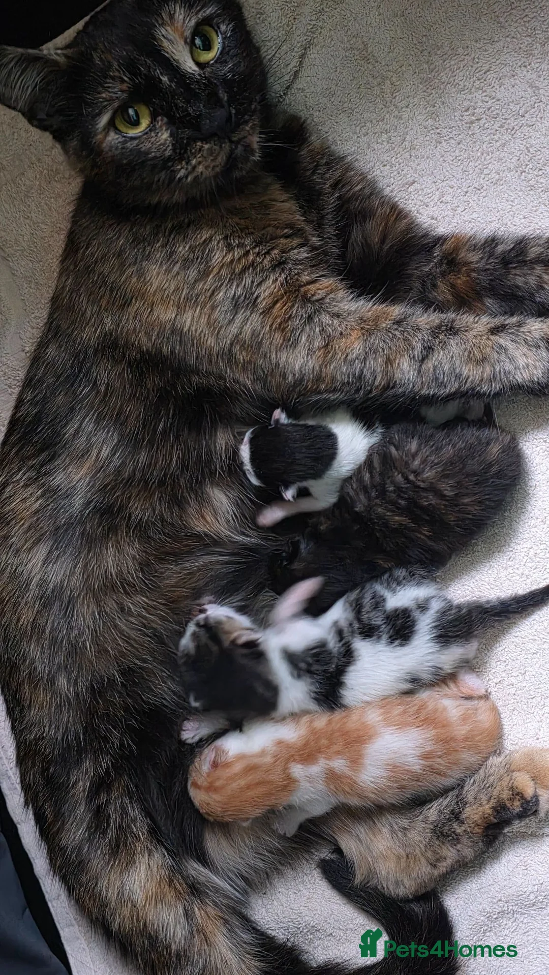 Mixed Breed cats for sale: Gorgeous kittens available  - Advert 1
