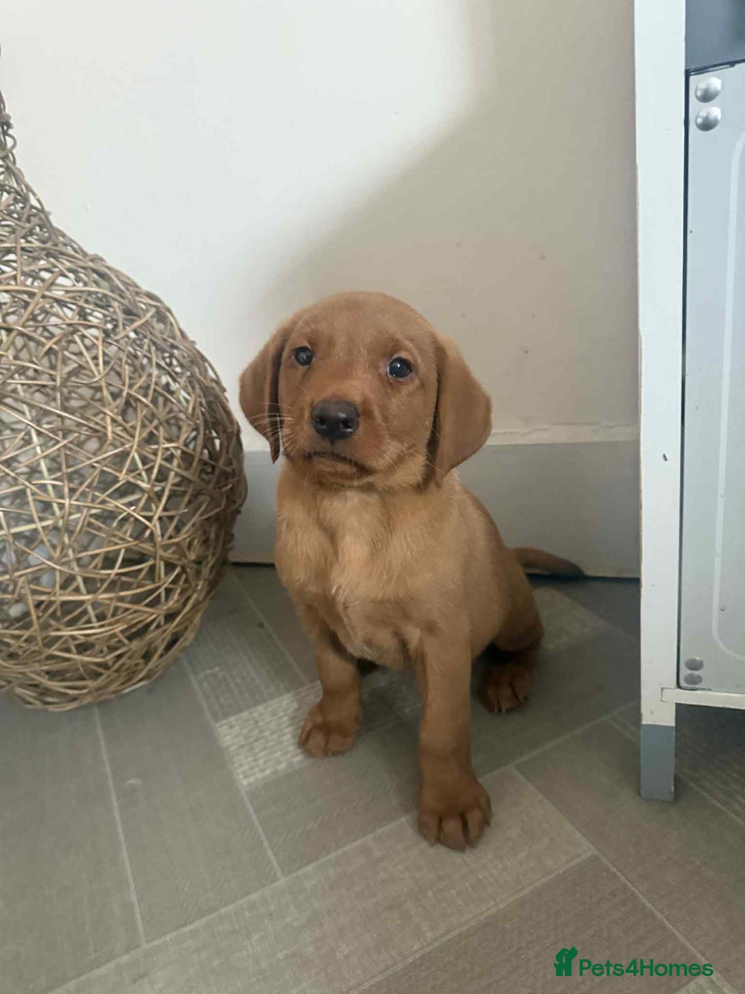 Labrador Retriever dogs for sale: Stunning Fox red labradors  - Image 1