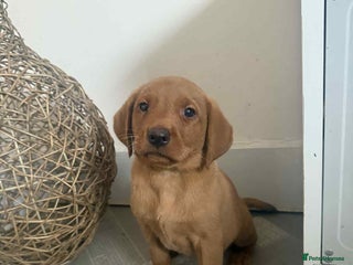 Labrador Retriever dogs - Advert 27