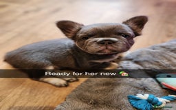 French Bulldog dogs for sale: Fluffy French bulldog puppies- strong bloodline. - Advert 1