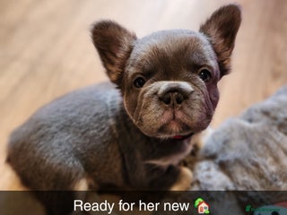 French Bulldog dogs Fluffy French bulldog puppies- strong bloodline. - Advert 5