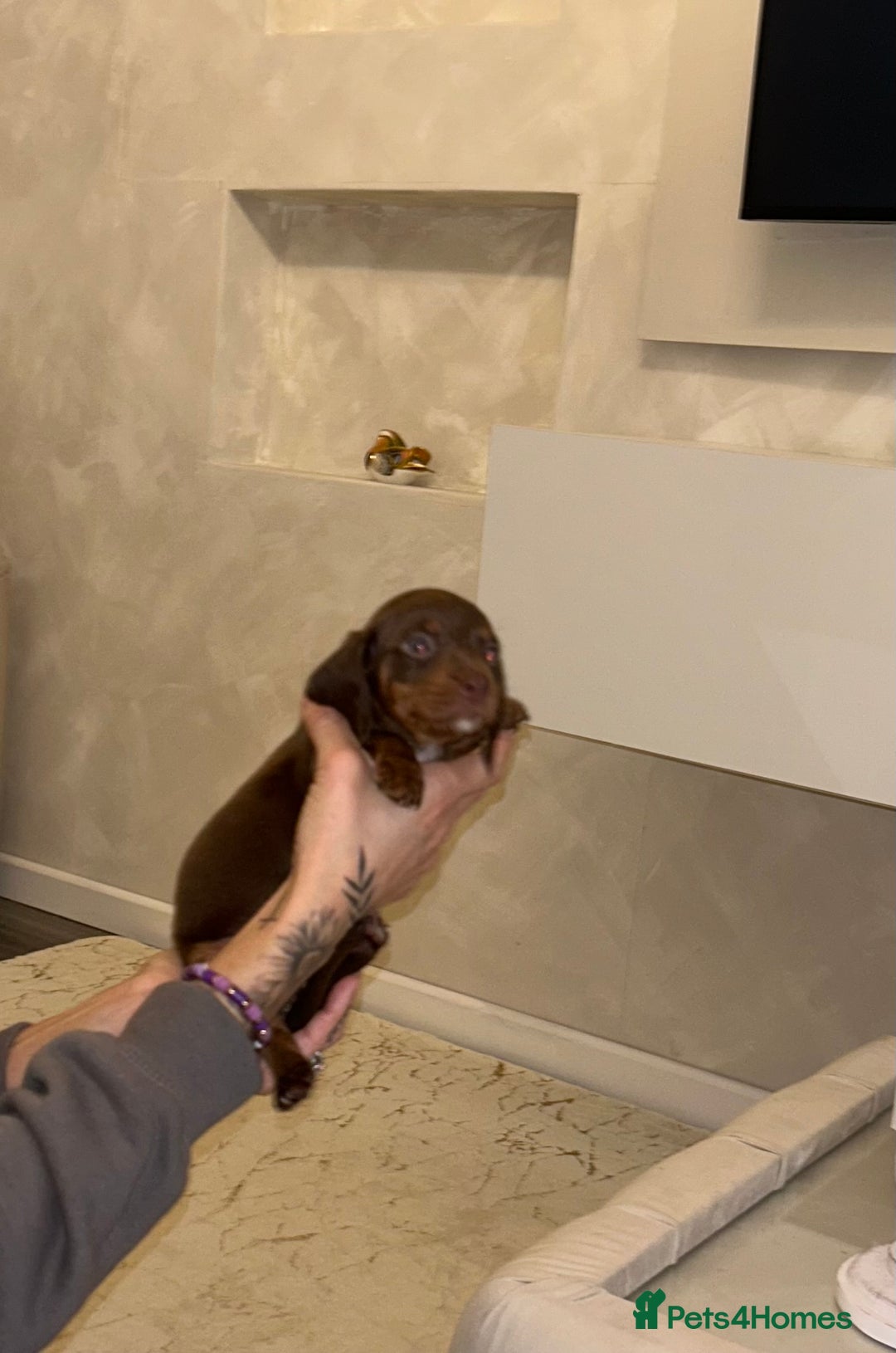 Miniature Dachshund dogs for sale: Miniature Dachshund  - Advert 6