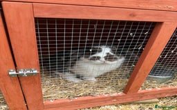 Mini Lop rabbits for sale: male rabbit  - Image 2
