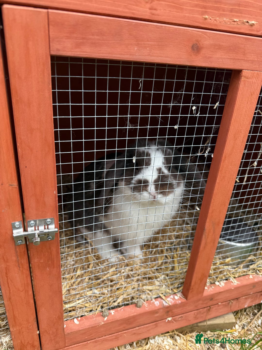 Mini Lop rabbits for sale: male rabbit  - Image 2