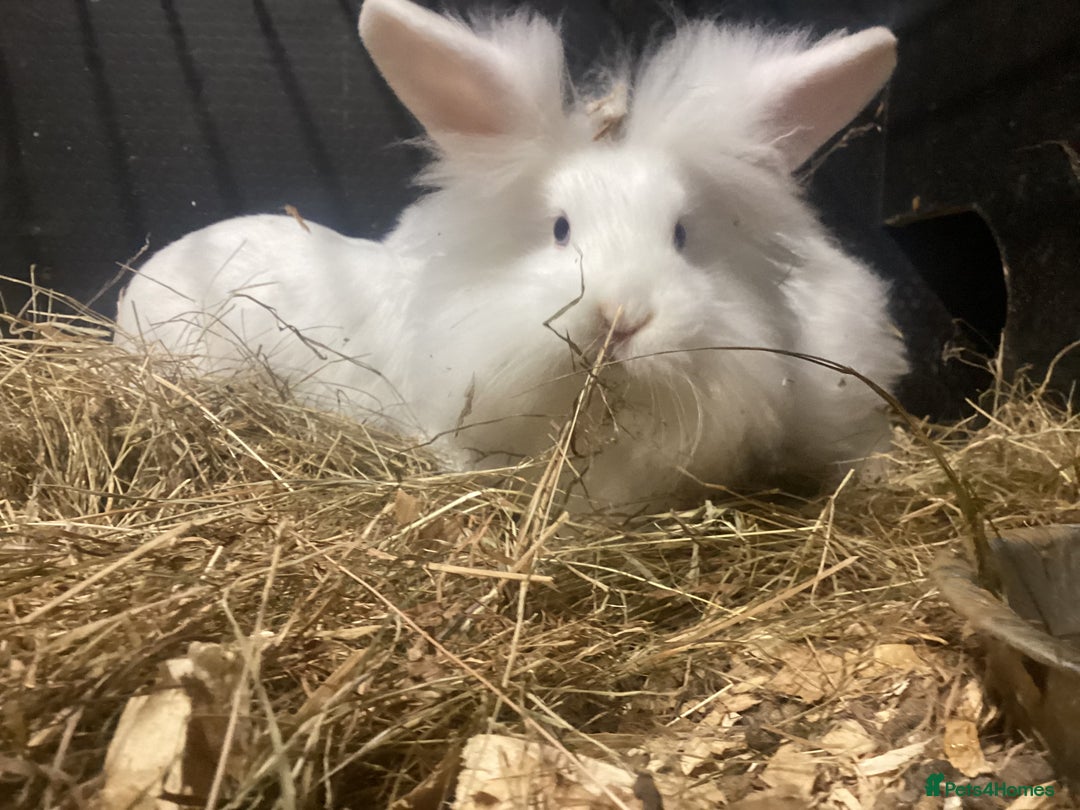 Mixed Breed rabbits for sale: lion head cross lop rabbits -fully vaccinated! - Advert 3