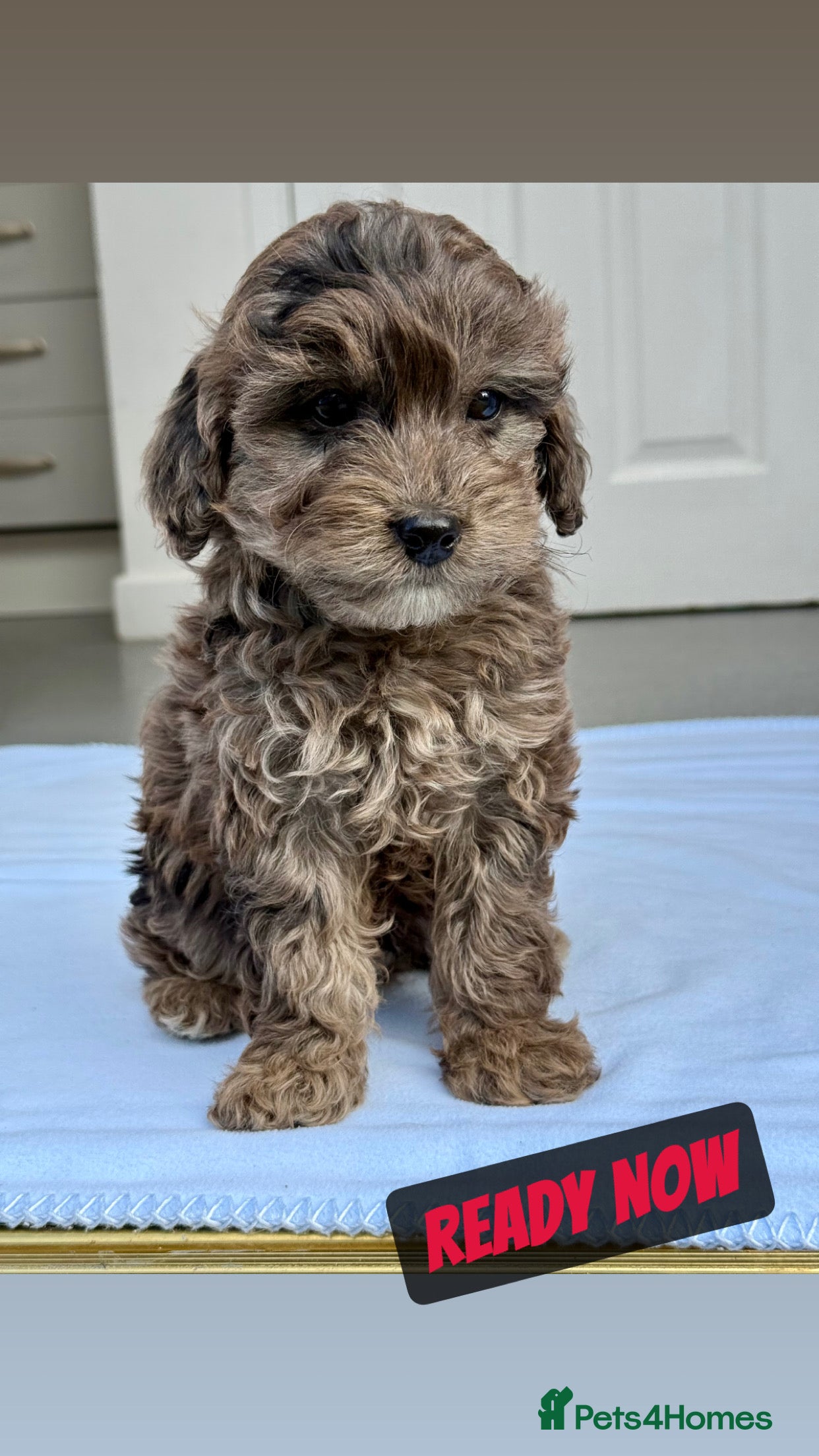 Cockapoo dogs GORGEOUS F1B TOY COCKAPOO’S - Advert 6