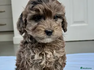 Cockapoo dogs GORGEOUS F1B TOY COCKAPOO’S - Advert 6