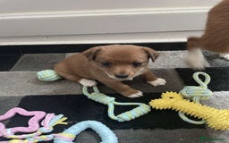 Mixed Breed dogs for sale: Beautiful YorkieRussell pups for sale! Small size  - Image 7