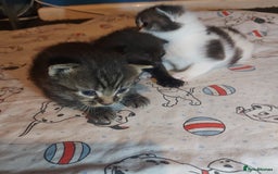 Mixed Breed cats for sale: 4 beautiful kittens - Image 27