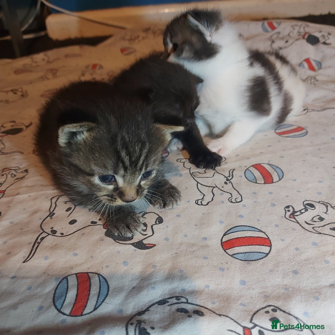Mixed Breed cats for sale: 4 beautiful kittens - Image 27