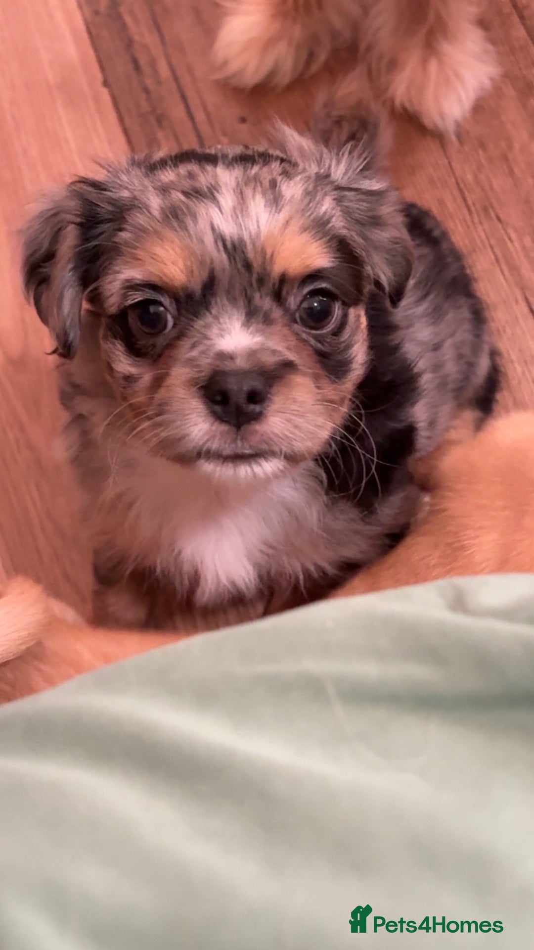 Mixed Breed dogs for sale: Pug/frenchie mixed breed puppies - Advert 16
