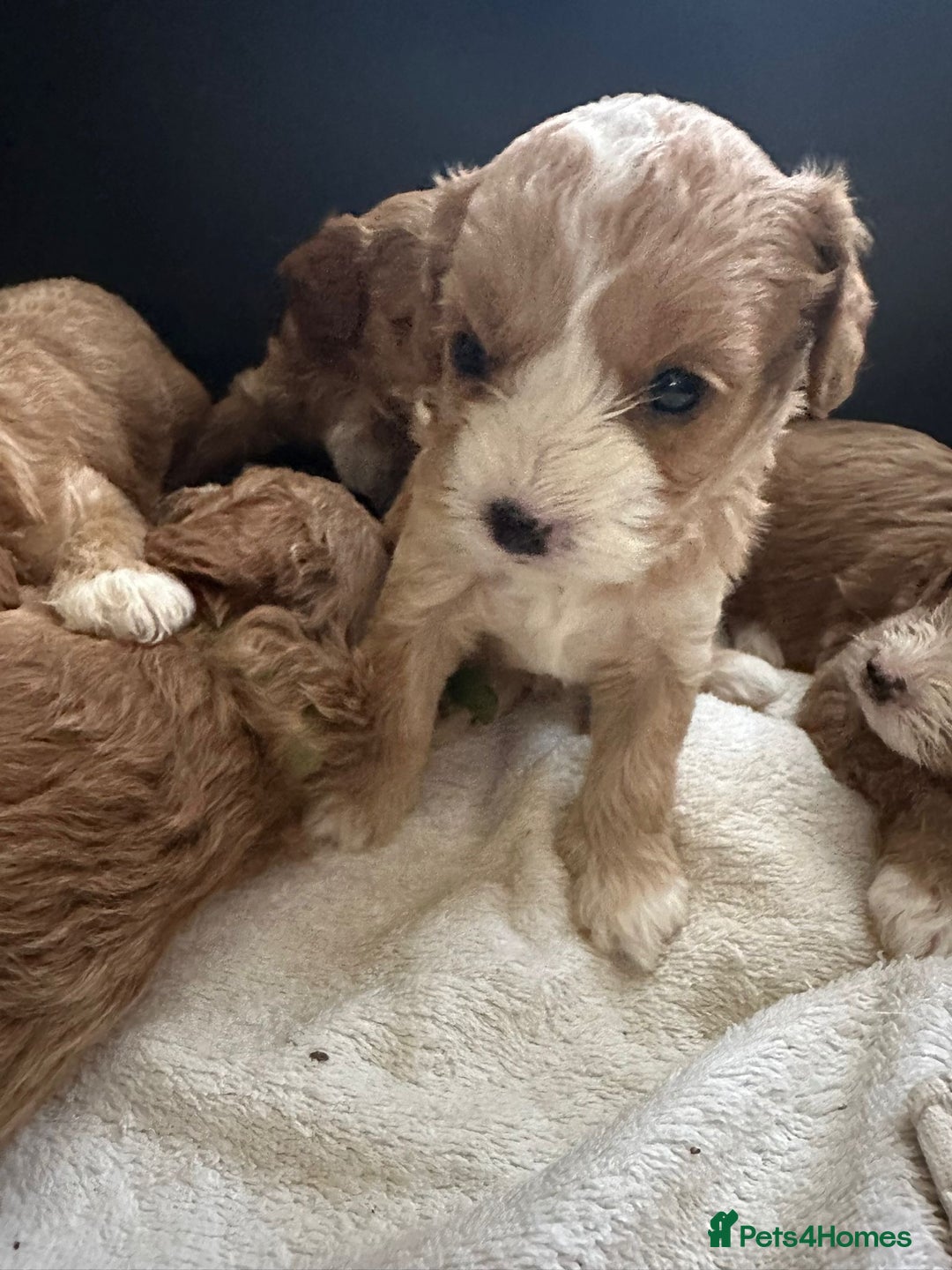 Cavapoo dogs for sale: One girl left has come available  - Image 33