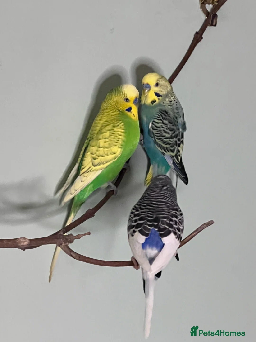 Budgerigars birds for sale: Budgies X 3, very healthy and playful,  - Advert 2