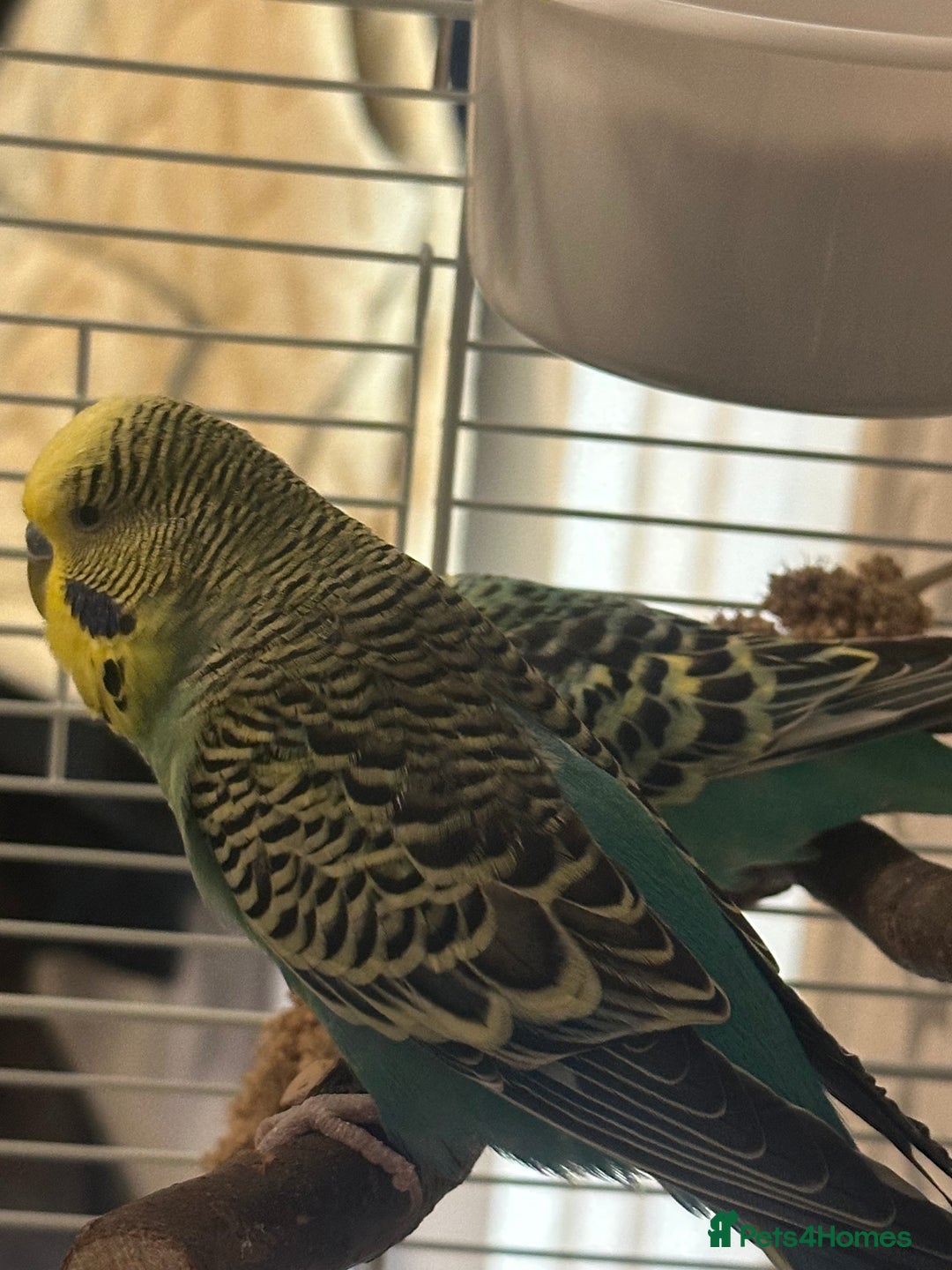 Budgerigars birds for sale: pair of budgies  - Advert 3