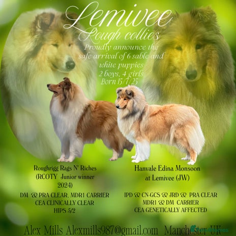 Rough Collie dogs - Advert 1