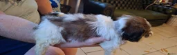 Mixed Breed dogs for sale: Shih-Tzu X puppies in Wisbech - Advert 15