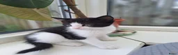British Longhair cats for sale: 2 beautiful female domestic long-haired kittens   - Advert 6