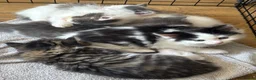 Persian cats for sale: Beautiful Persian Kittens Ready for Forever Homes - Advert 7