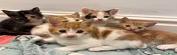 Aegean cats for sale: Aegean Kittens looking for forever home ❤️ in Hull - Advert 11