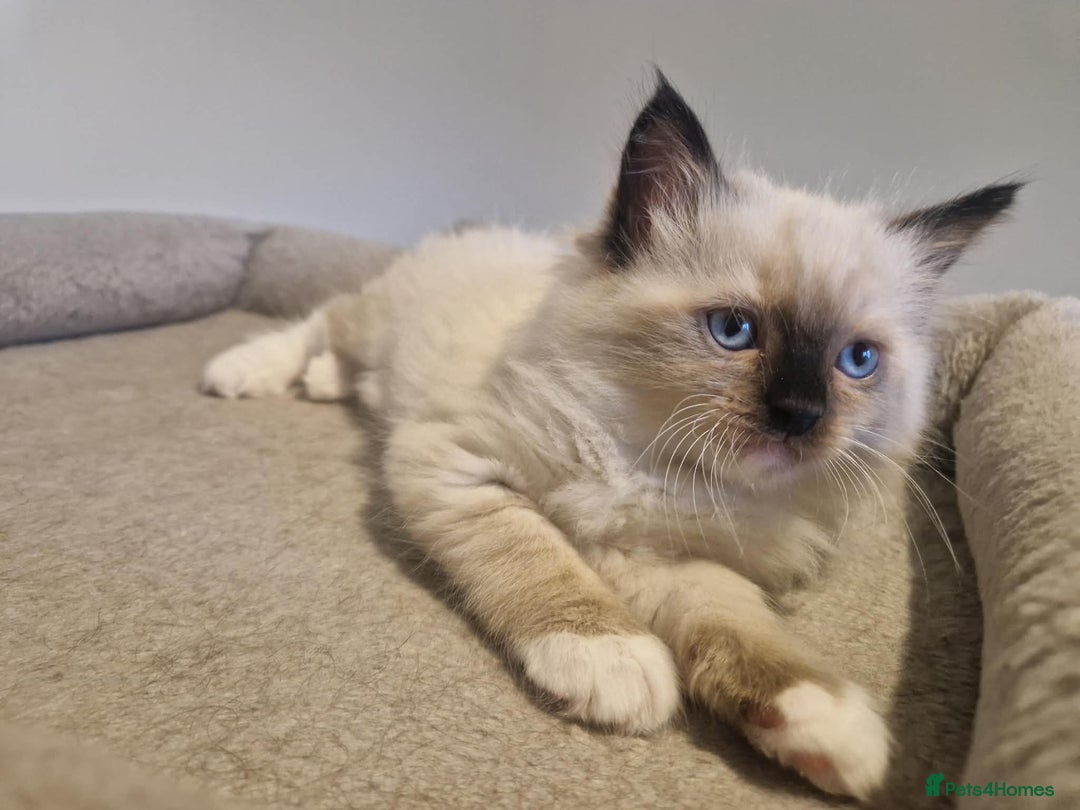 Ragdoll cats for sale: Three cute kittens are looking for loving home - Advert 2