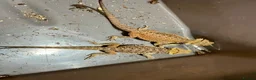 Bearded Dragon reptiles for sale: Juvenile Bearded dragons  - Advert 7
