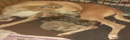 Lurcher dogs for sale: Stunning top quality lurcher puppies in Derby - Advert 6