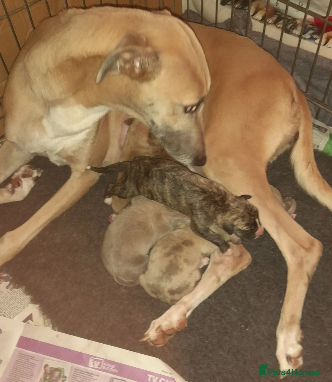 Lurcher dogs for sale: Stunning top quality lurcher puppies in Derby - Advert 6